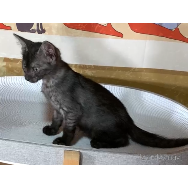 販売中の千葉県のエジプシャンマウ-121608の2枚目